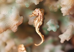 kelly_McCallum_RCA_rgproduct_com_Shirazu_Polar_Bear_seahorse kelly_McCallum_RCA_rgproduct_com_Shirazu_Polar_Bear_seahorse